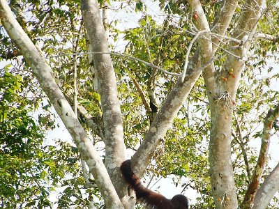 Wild orang utan, Sukau (2)